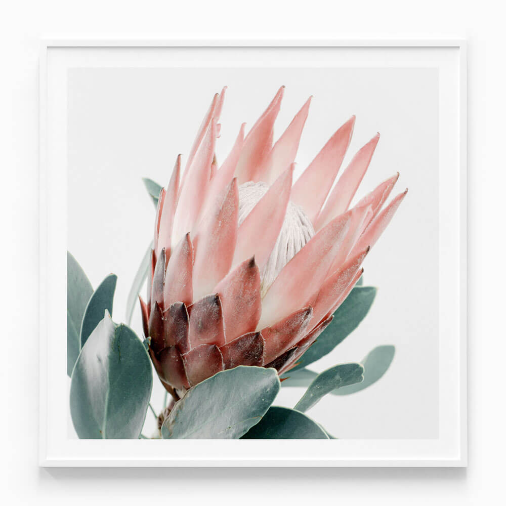 Light Protea Framed Print or Poster Wall Art 41 Orchard