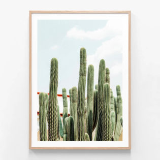 FP540-Lazy-Cacti-Oak-Framed-Print