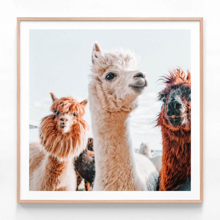 FP760-No-Drama-Llama-Oak-Framed-Print