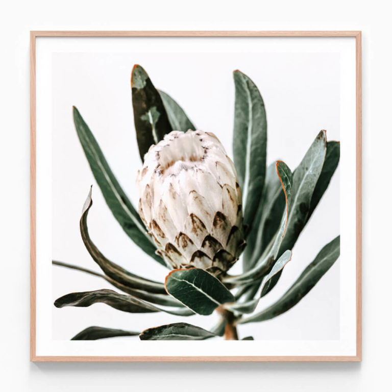 FP986-Cool-Protea-Oak-Framed-Print