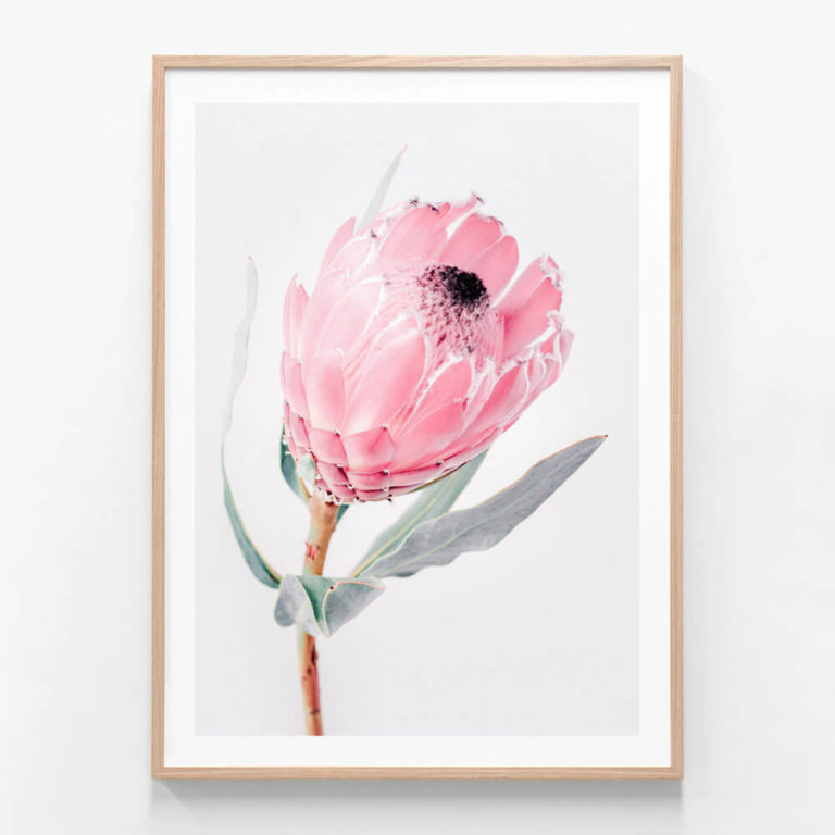 Protea-Bloom-Oak