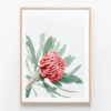 Red-Waratah-Oak