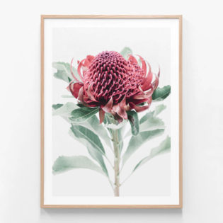 Scarlett-Waratah-Oak