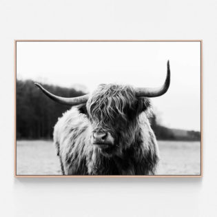 C046-Highland-Cow-Oak-Canvas-Print