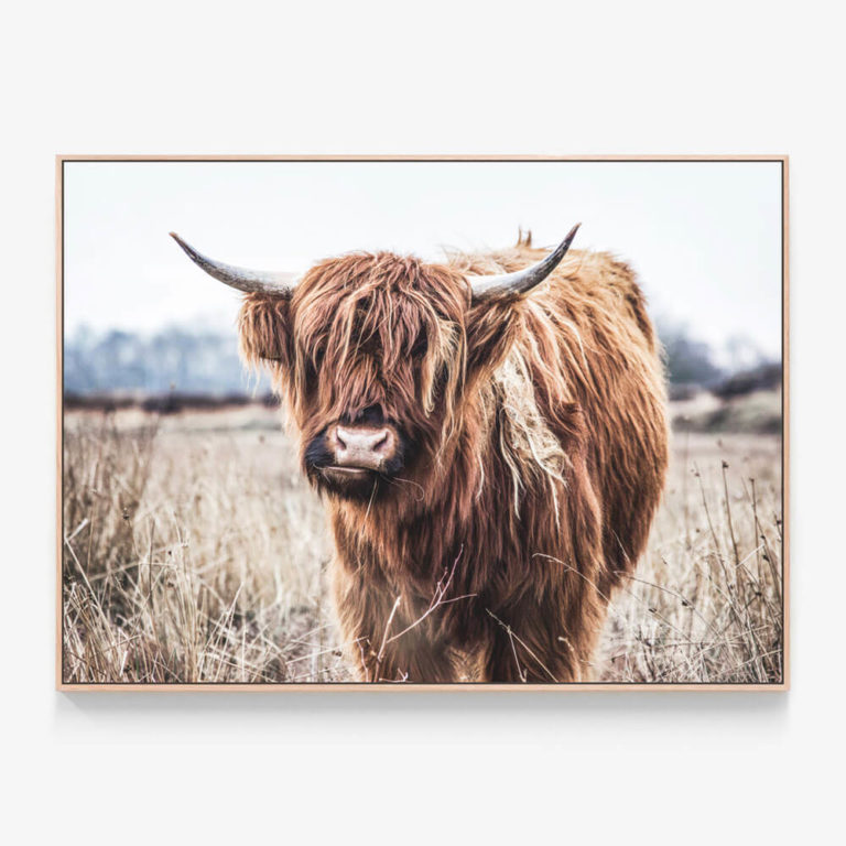 C049-Scottish-Cow-Oak-Canvas-Print
