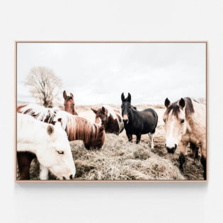 C075-Feeding-Horses-Oak-Canvas-Print