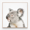 C167-Koala-Print-Oak-Canvas-Print