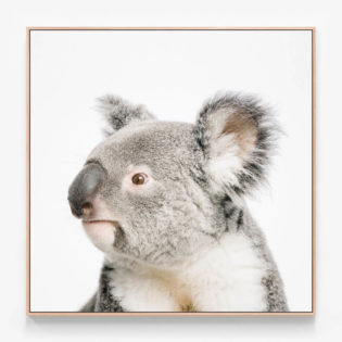 C167-Koala-Print-Oak-Canvas-Print