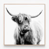 C403-Angus-BW-Oak-Canvas-Print