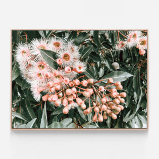 C455-Flowering-Gum-Oak-Canvas-Print