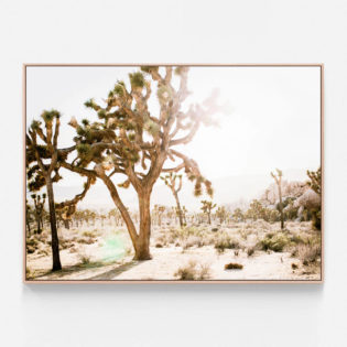 C674-Desert-Morning-Oak-Canvas-Print