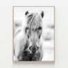 C776-Icelandic-Portrait-Oak-Canvas-Print