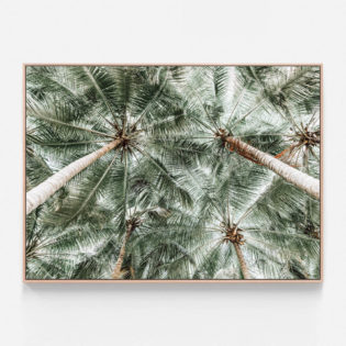 C926-Coconut-Canopy-Oak-Canvas-Print