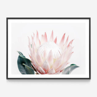 King Protea | Framed Print or Canvas Wall Art | 41 Orchard