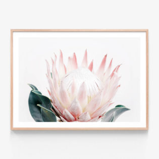 King-Protea-Oak-Framed-Print