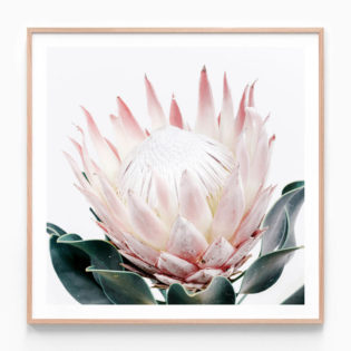 King Protea Oak Framed Print