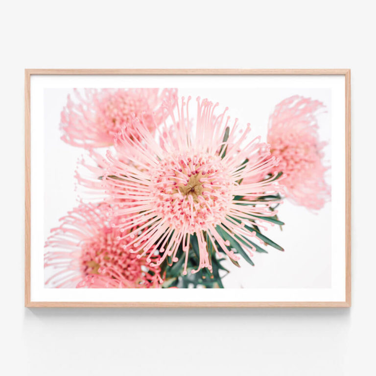 APP316-Pincushion-Oak-Framed-Print