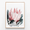 Blush Protea Oak Framed Print