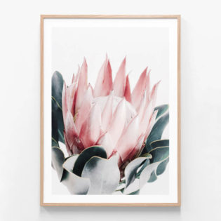 Blush Protea Oak Framed Print