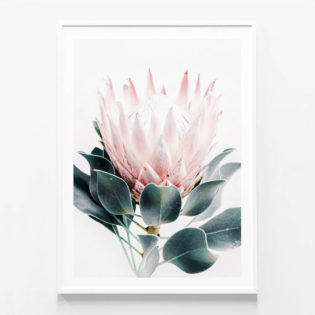 Protea Print | Framed Print or Canvas Wall Art | 41 Orchard
