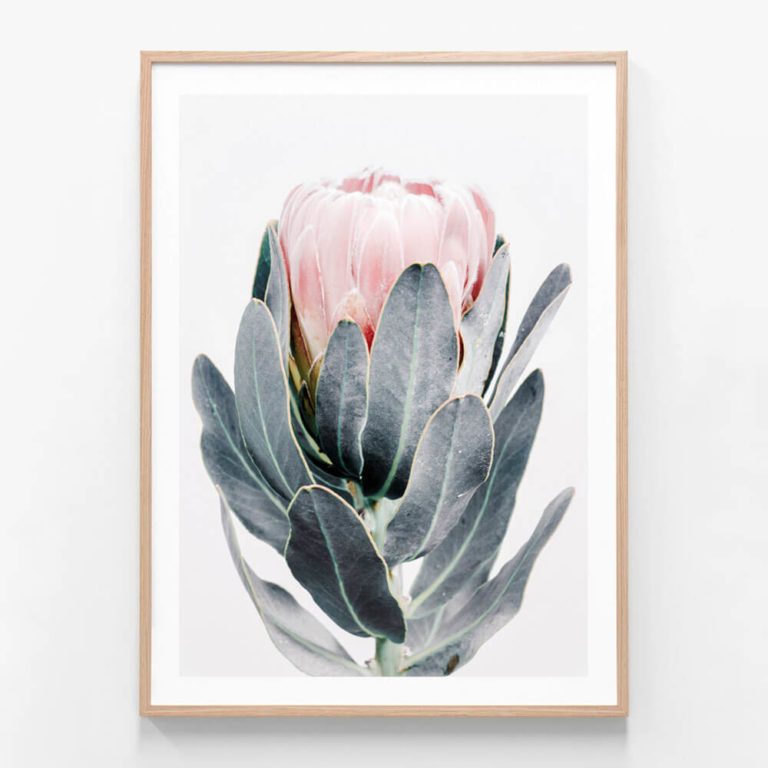 Closed Protea Oak Framed Print