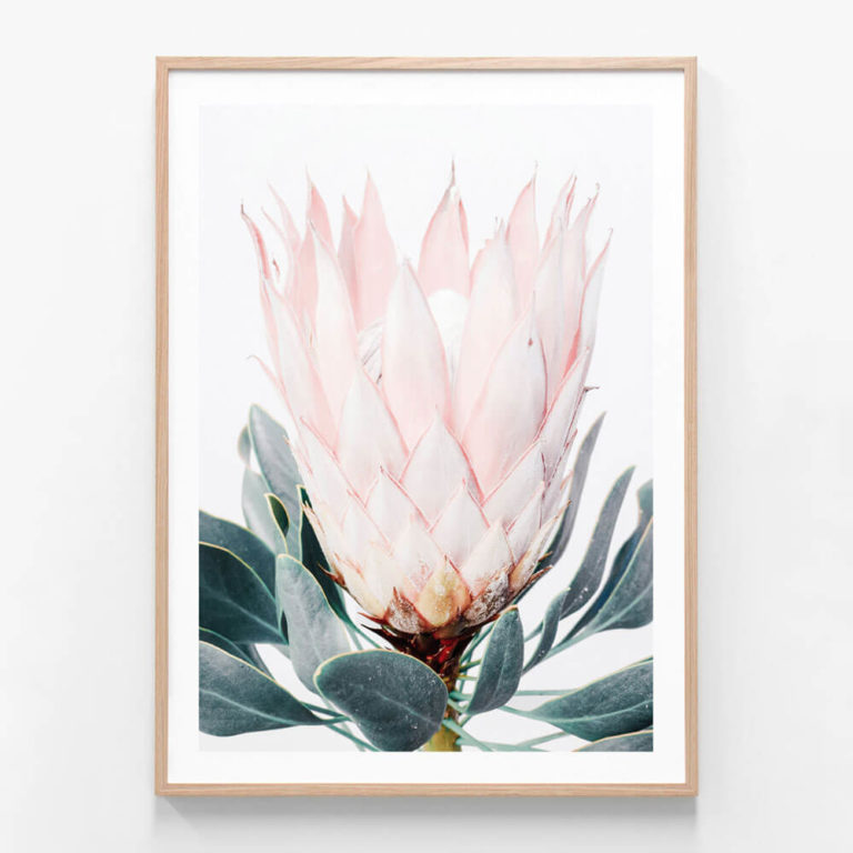 Pink Protea Oak Framed Print