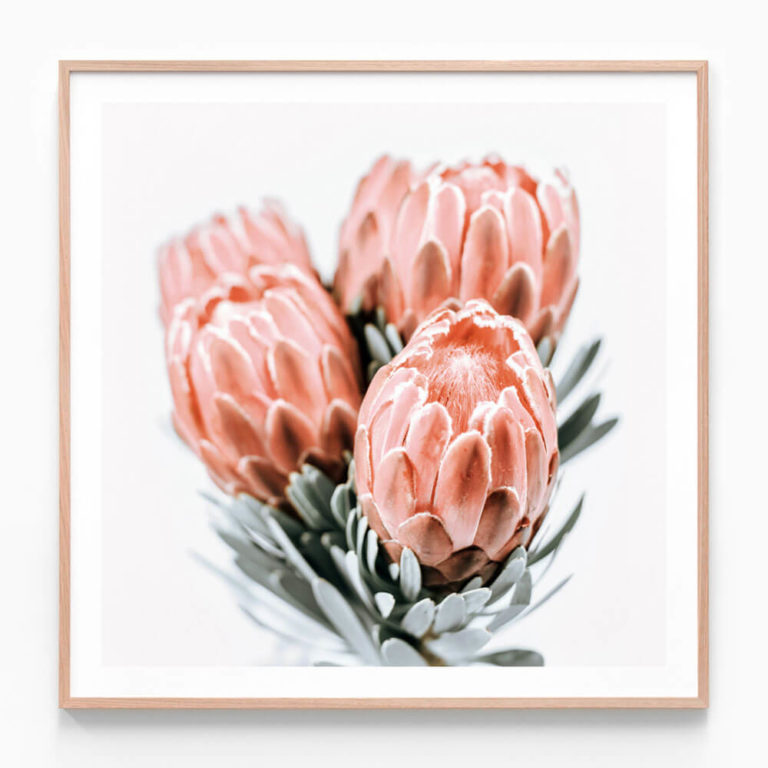 Red Protea Oak Framed Print