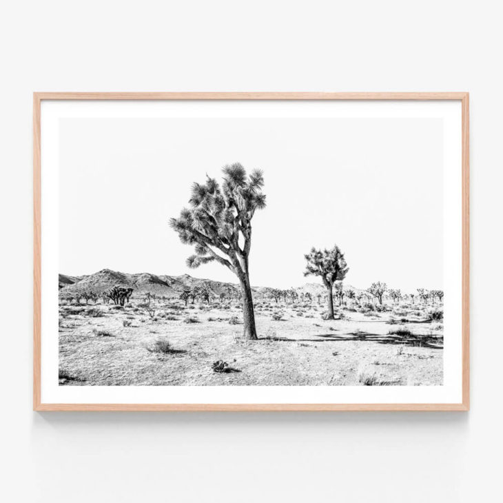Yucca Valley Black & White Oak Framed Print