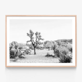oshua-Tree-Sunrise-BW-Oak-Framed-Print