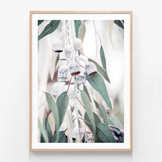 Native-Flora-Oak-Framed-Print