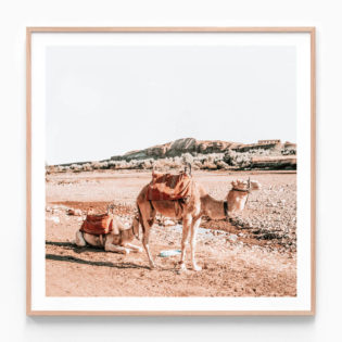 Moroccan-Camels-Square-Oak-Framed-Print