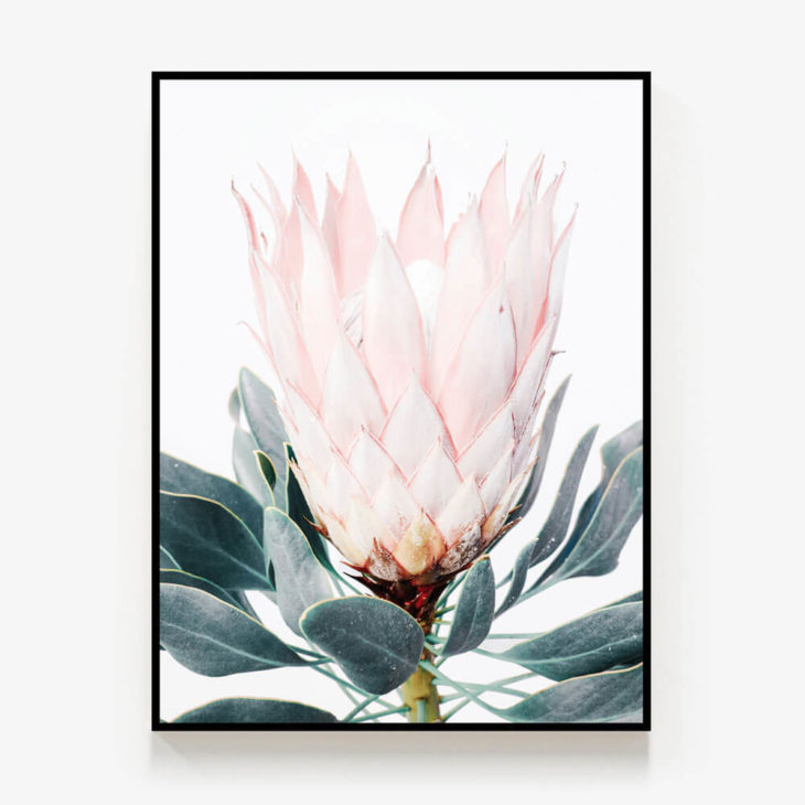 Pink-Protea-Black-Canvas-Print