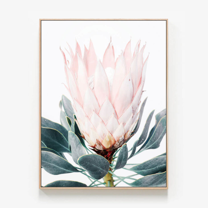 Pink-Protea-Oak-Canvas-Print