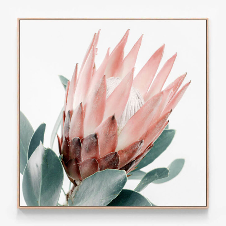 Light-Protea-Oak-Canvas-Print