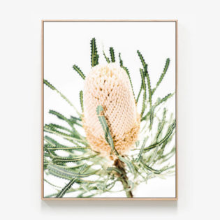 Light-Banksia-Oak-Canvas-Print