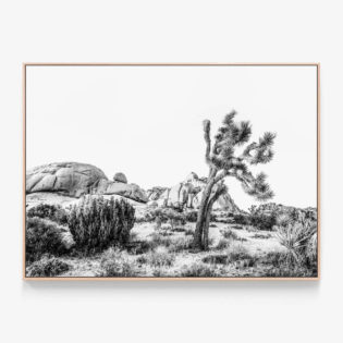 Twentynine-Palms-Oak-Canvas-Print