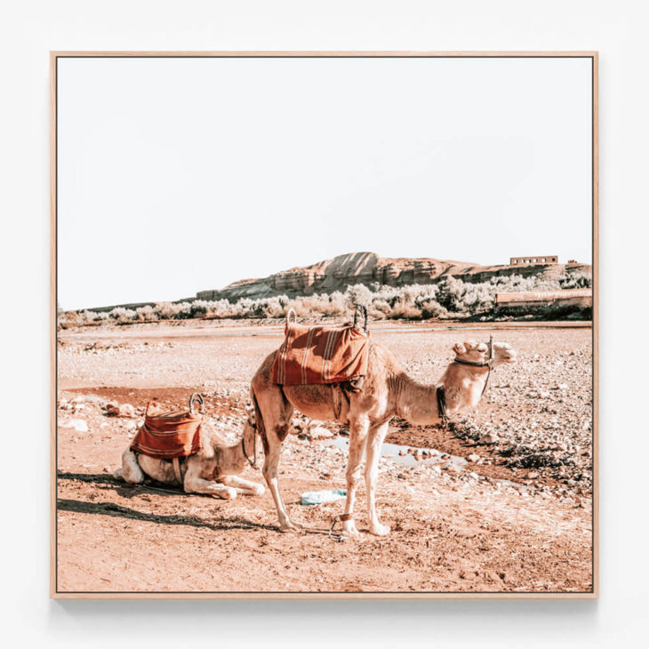 Moroccan-Camels-Oak-Canvas-Print
