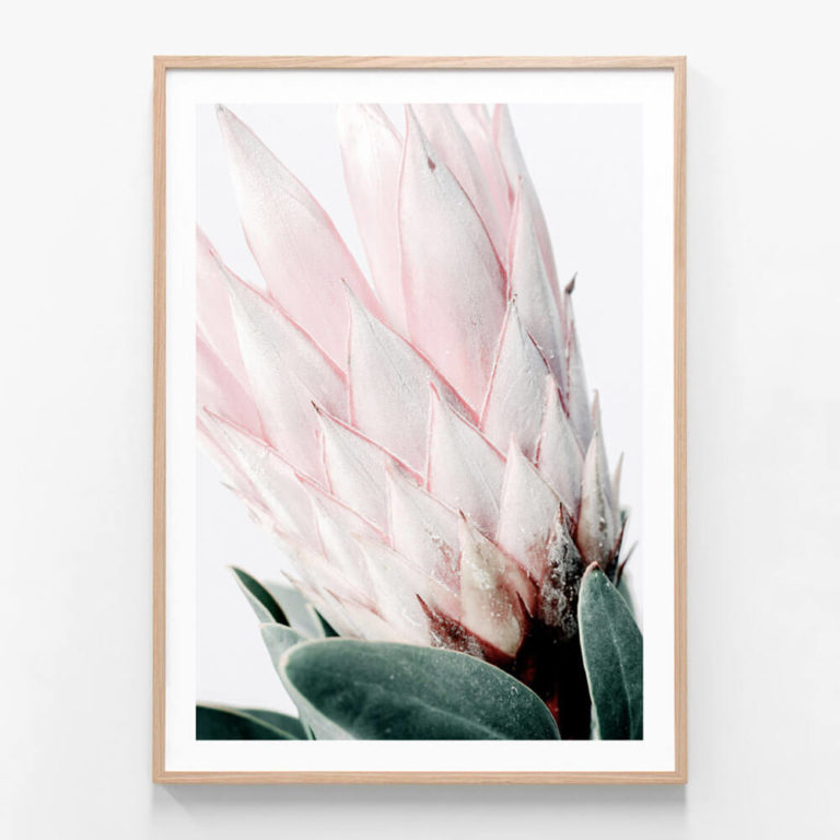 Light-Protea-2-Oak-Framed-Print