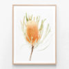 Yellow-Banksia-Oak-Framed-Print