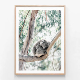 Sleepy-Koala-Oak-Framed-Print