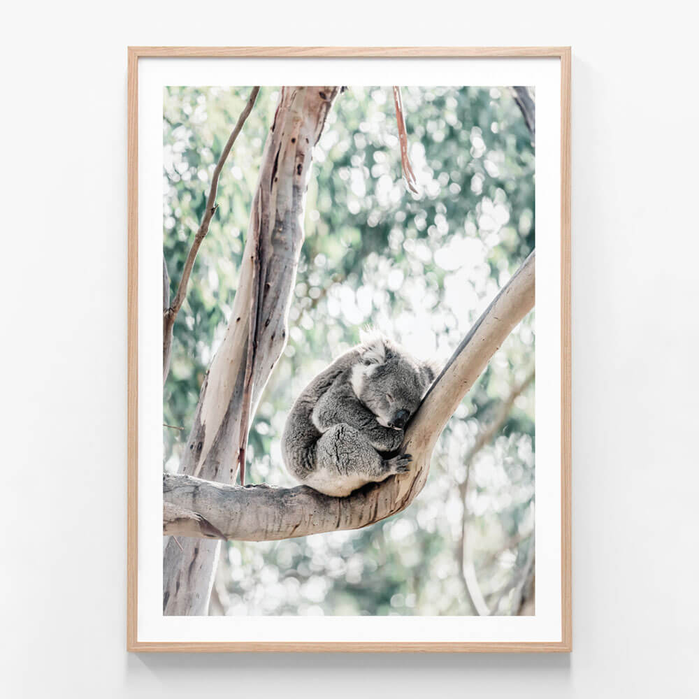 Sleepy Koala, Framed Print or Poster Wall Art