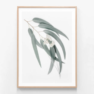 Light-Eucalyptus-Leaves-Oak-Framed-Print