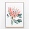 Peach-Protea-Oak-Framed-Print