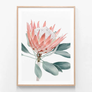 Peach-Protea-Oak-Framed-Print