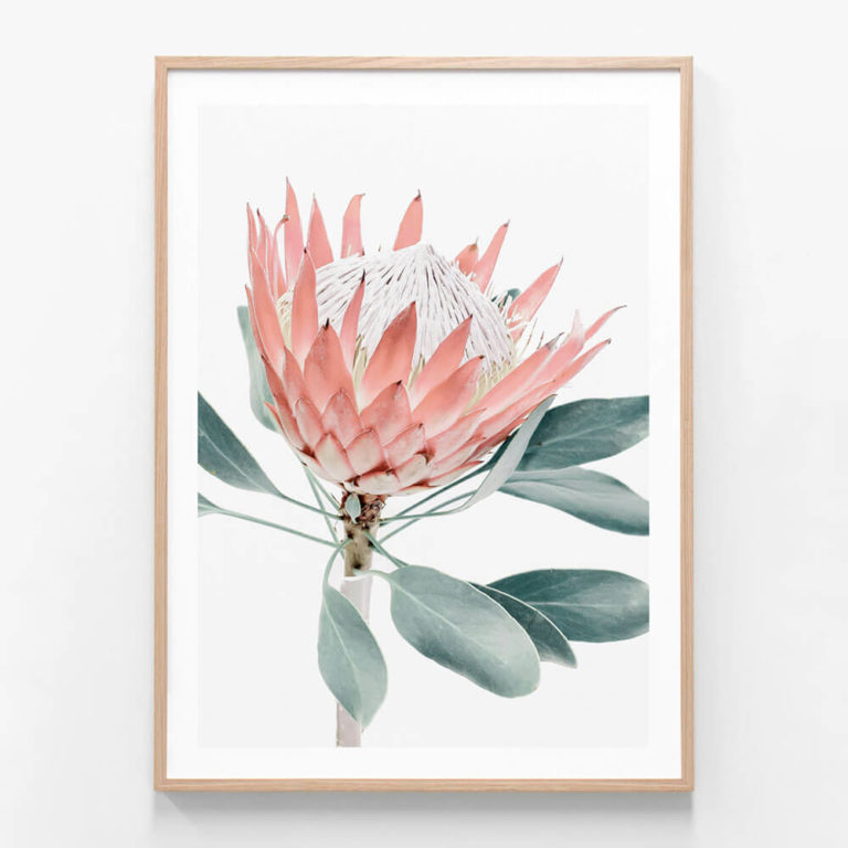 Peach-Protea-Oak-Framed-Print