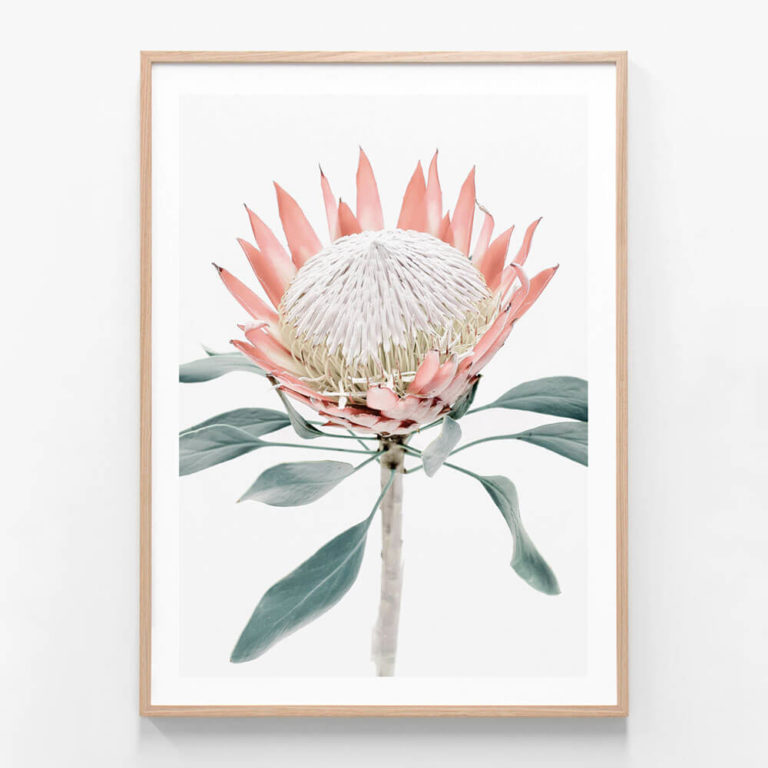 Peach Protea 2 Oak Framed Print