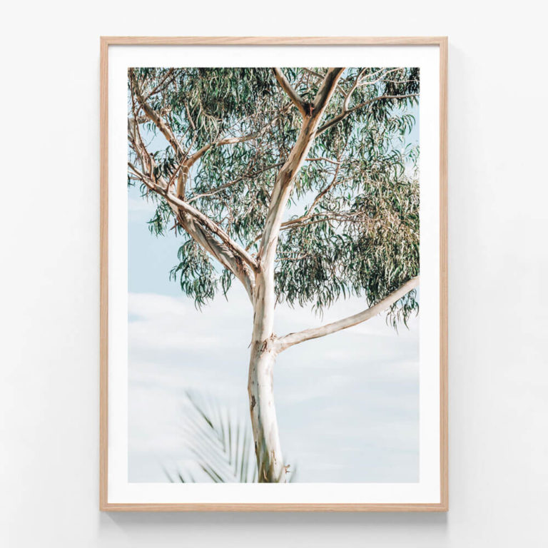 Eucalyptus-Tree-Oak-Framed-Print