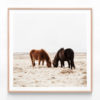 Companion Oak Framed Print