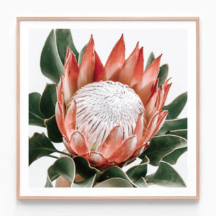 Rouge Protea Oak Framed Print