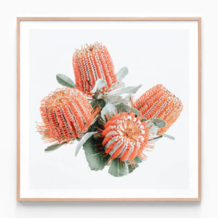 Red Banksia Oak Framed Print